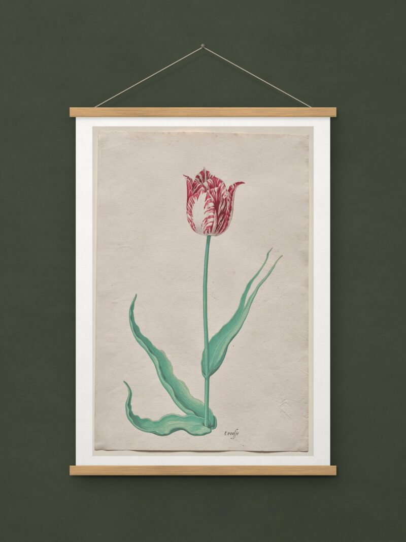 Study of a Tulip (’t Roosje)