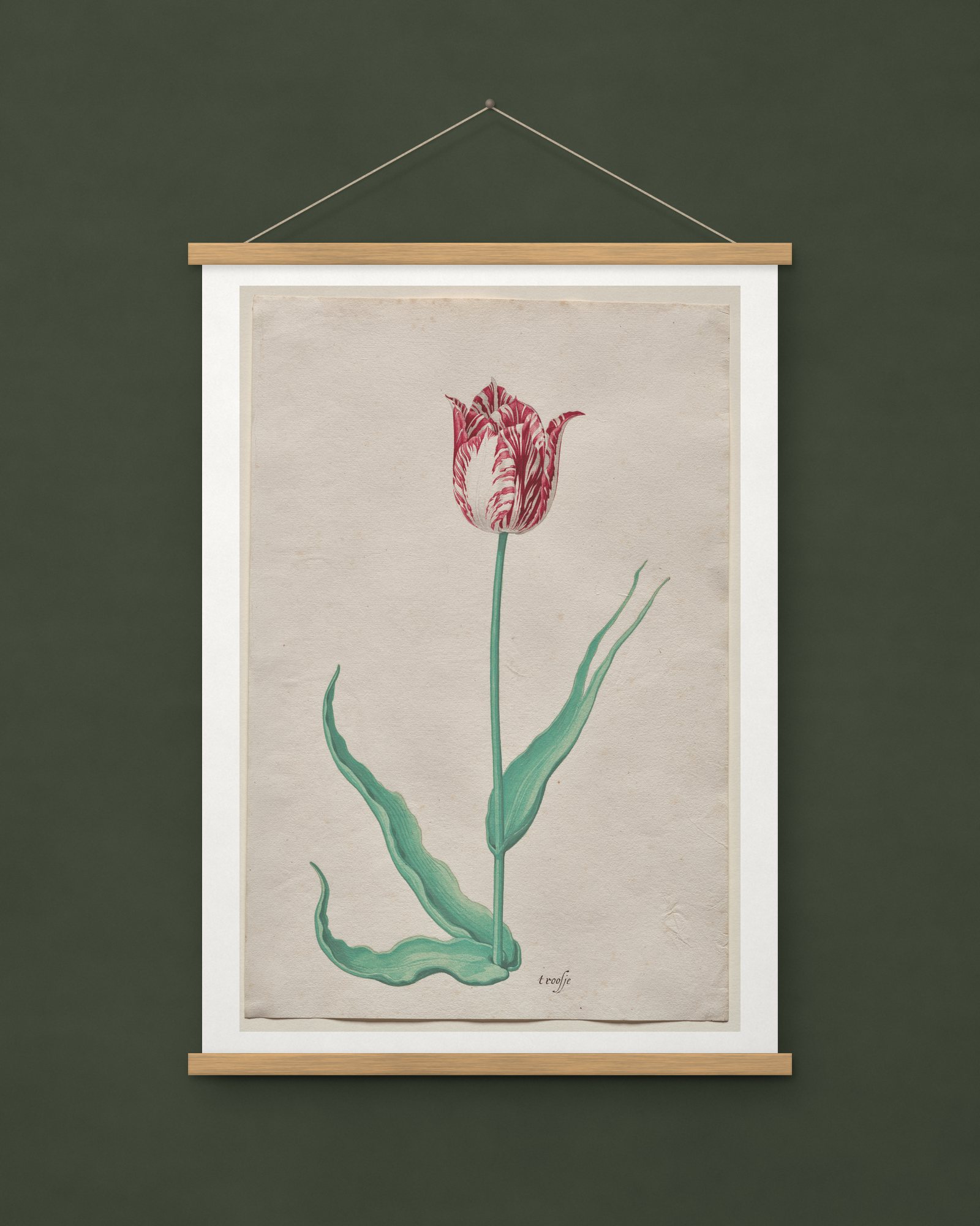 Study of a Tulip (’t Roosje)