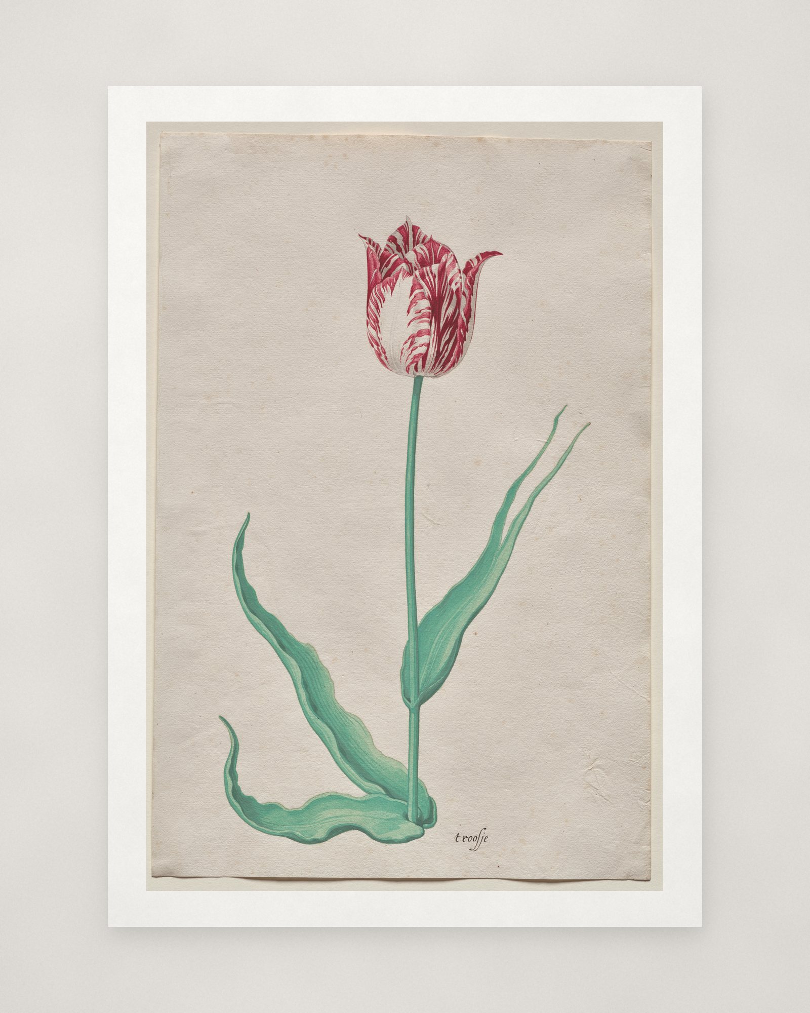Study of a Tulip (’t Roosje) — 2