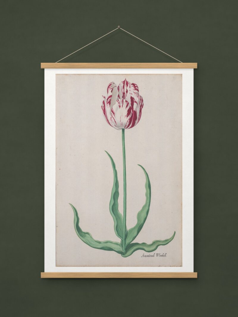 Study of a Tulip (Ammirael Winckel)
