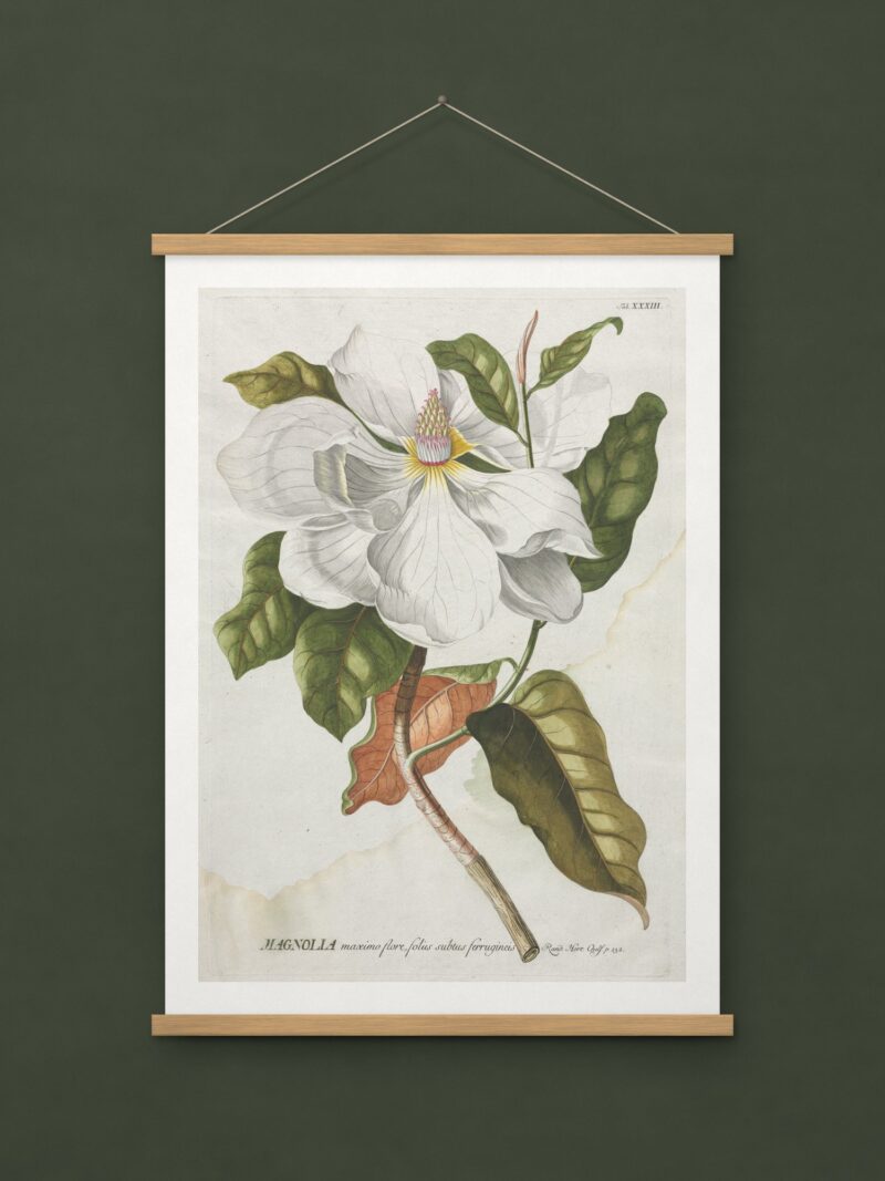 Magnolia, from Plantae Selectae
