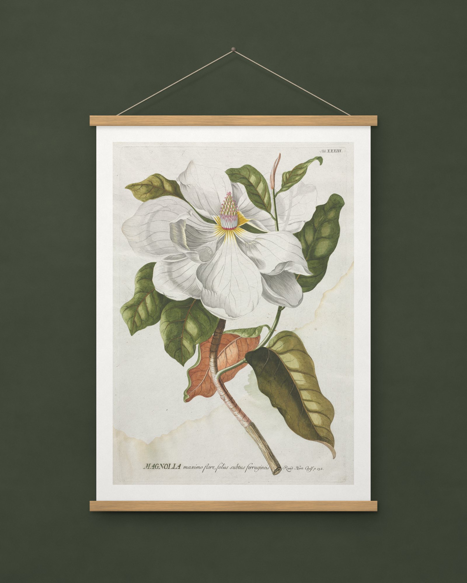 Magnolia, from Plantae Selectae