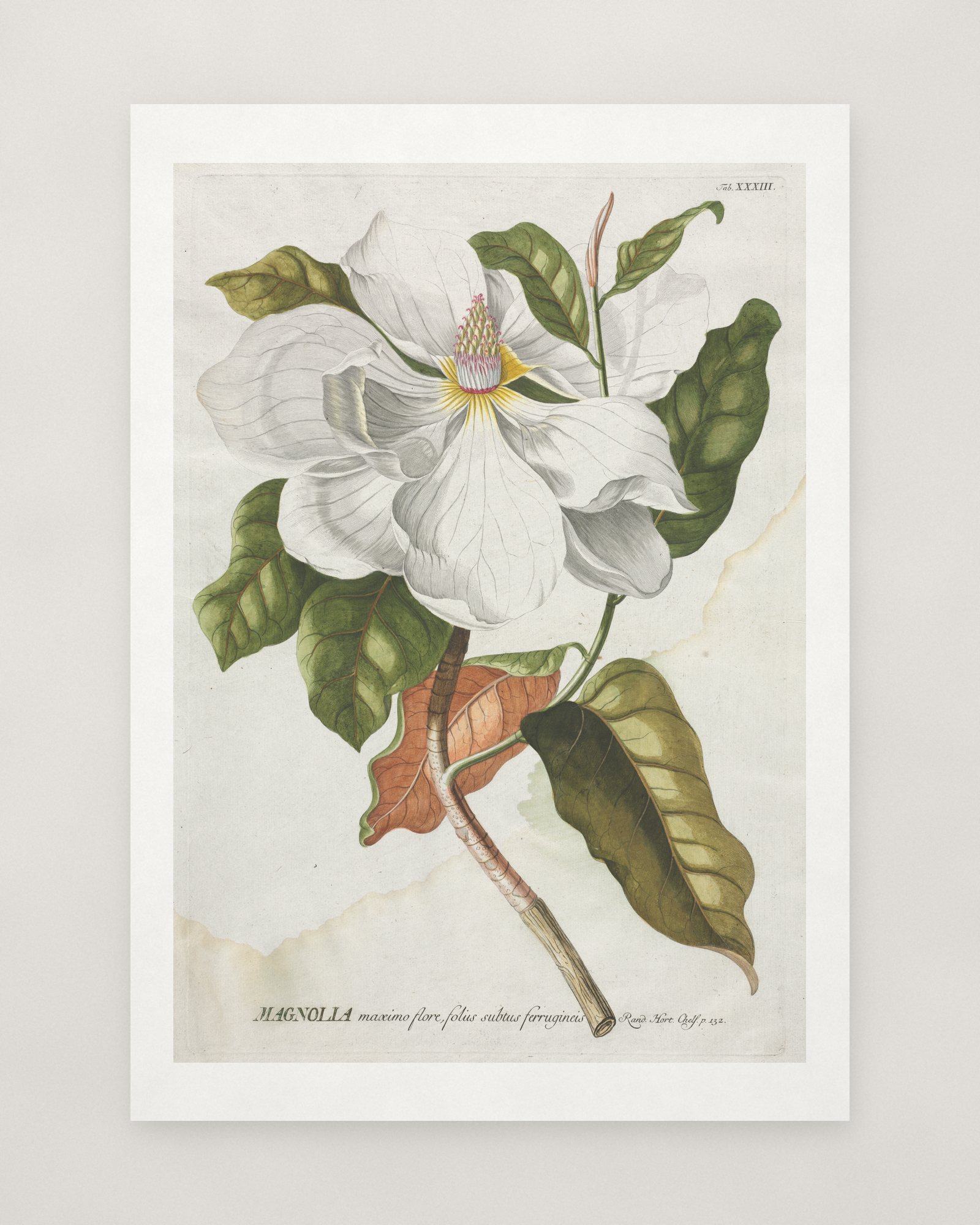 Magnolia, from Plantae Selectae — 2
