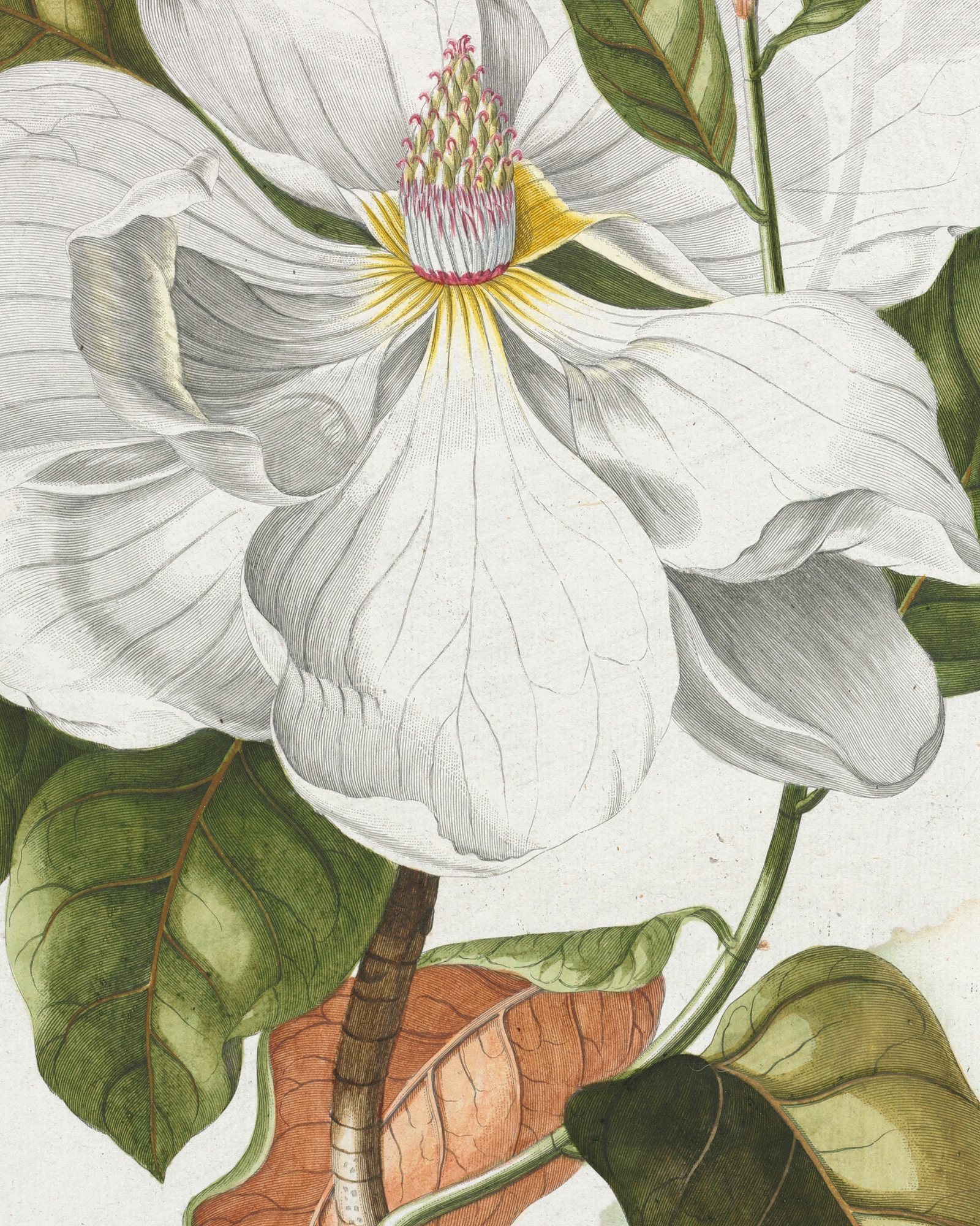 Magnolia, from Plantae Selectae — 3