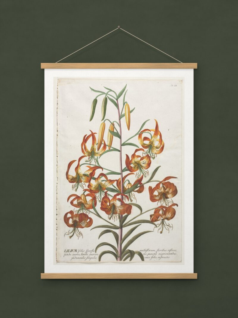 Lily, from Plantae Selectae