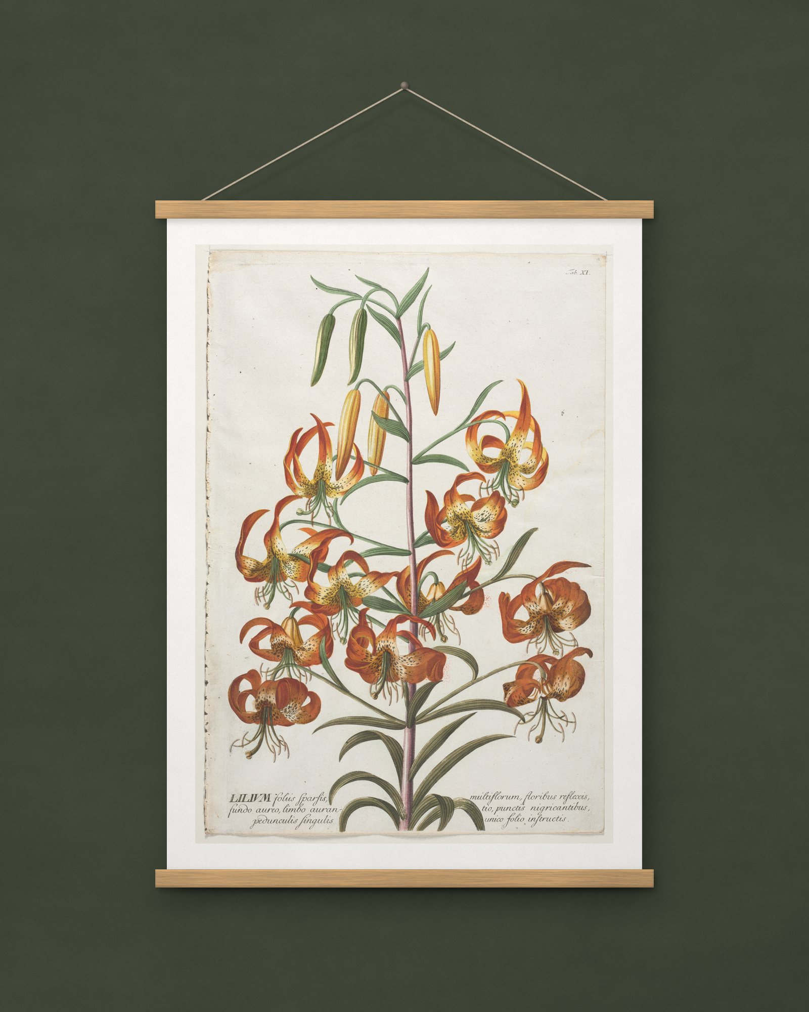 Lily, from Plantae Selectae