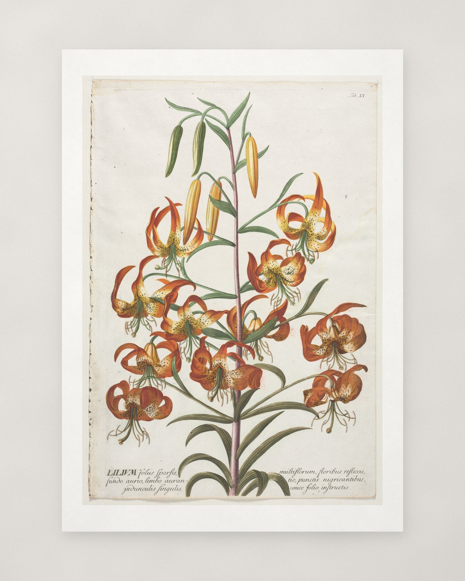 Lily, from Plantae Selectae — 2