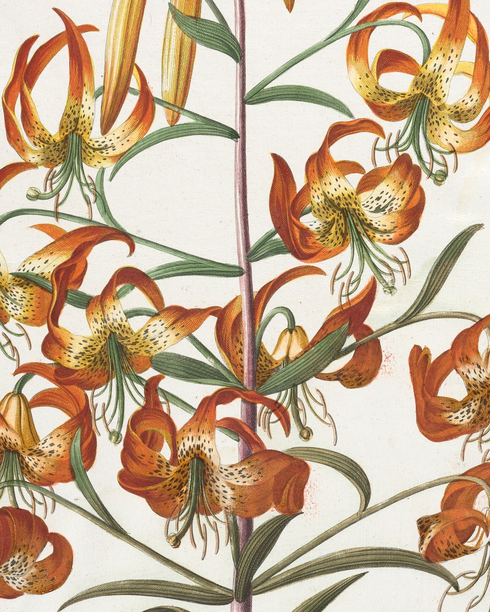 Lily, from Plantae Selectae — 3
