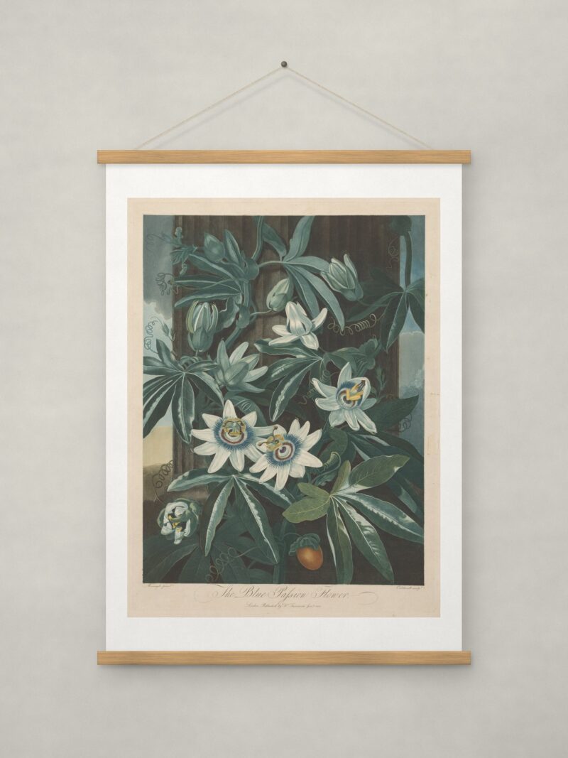 The Blue Passion-flower