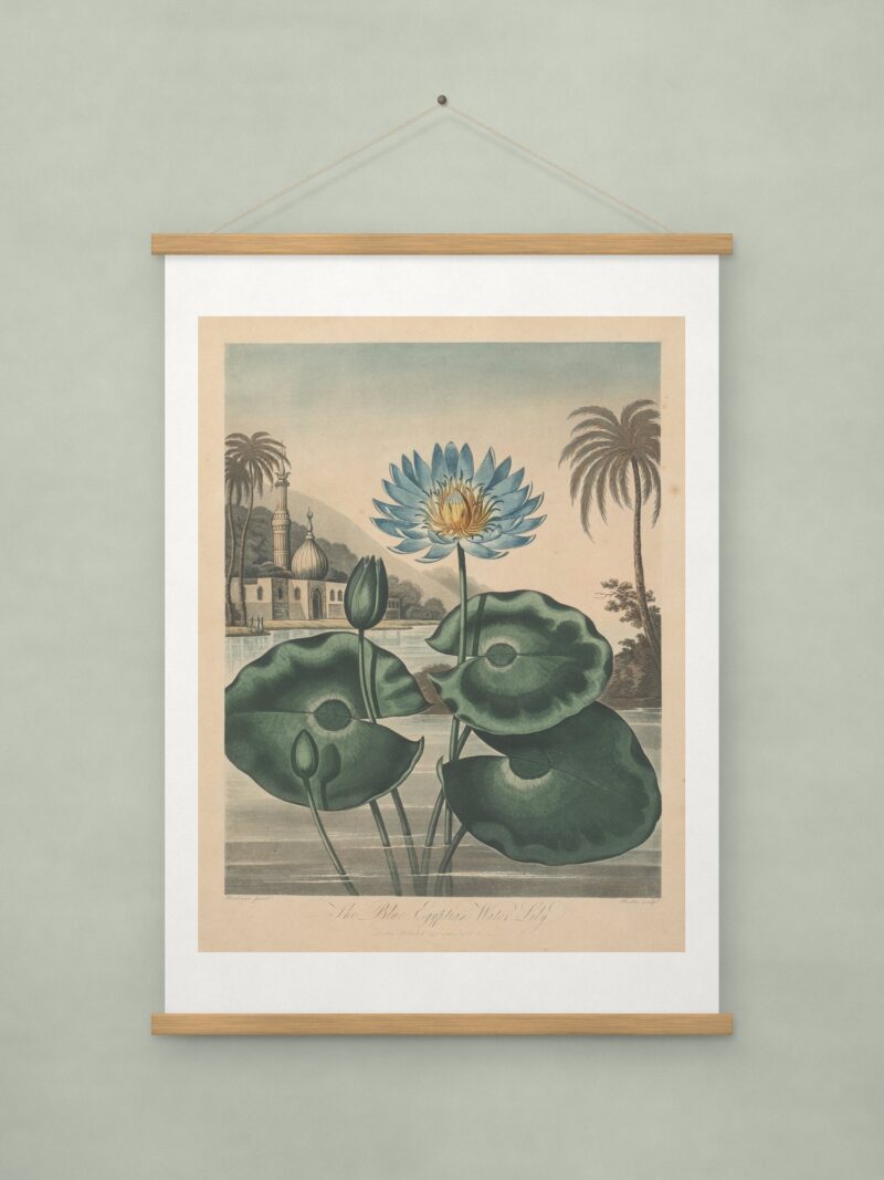 Blue Egyptian Water-lily
