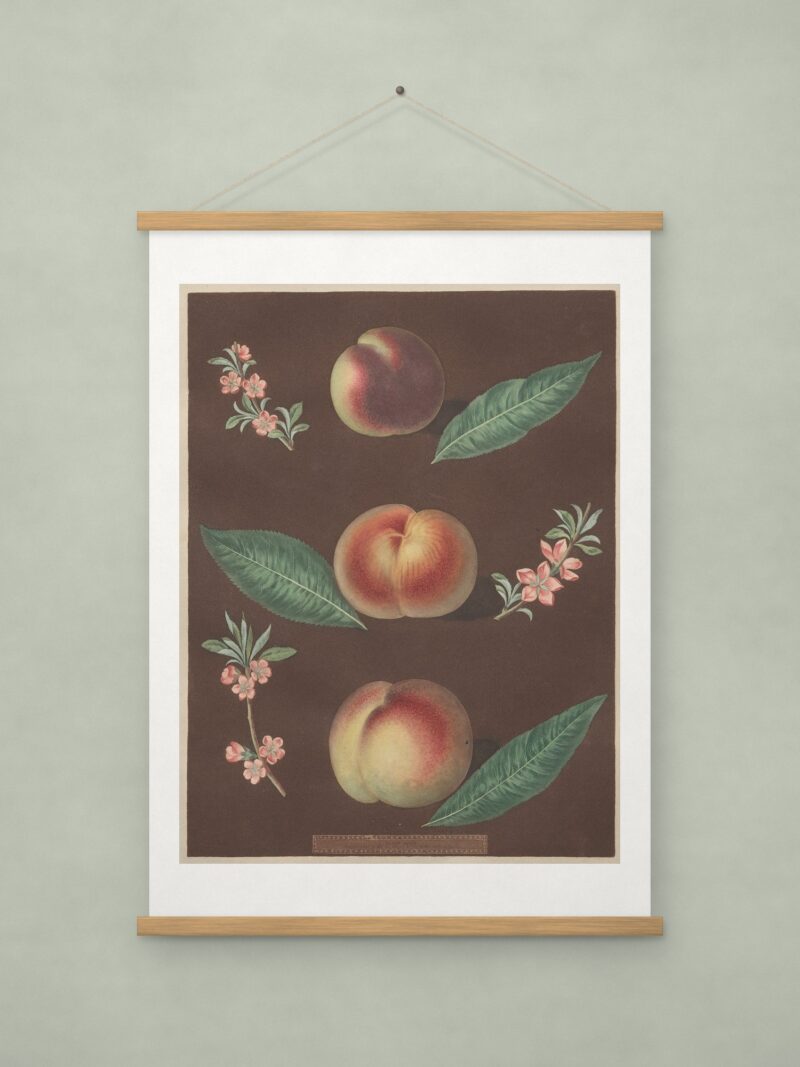 Peaches, from Pomona Britannica
