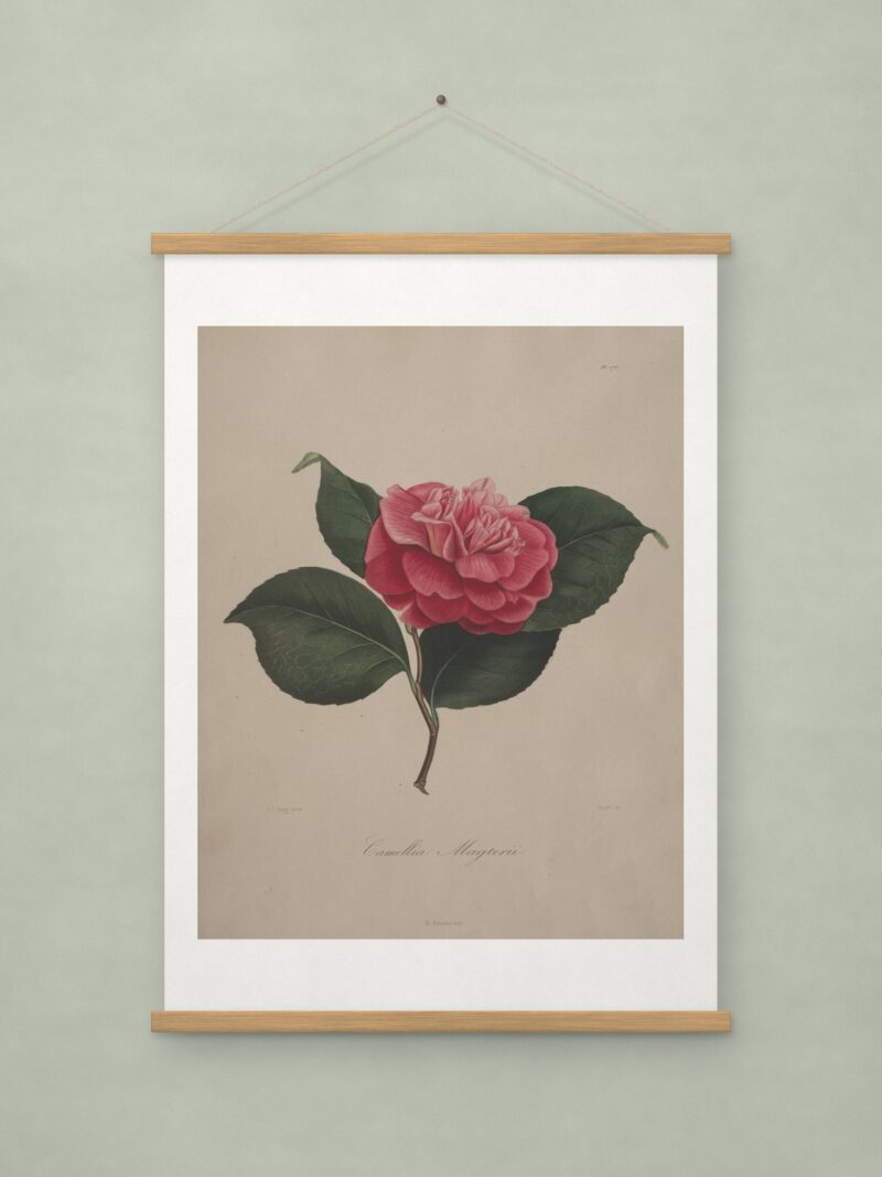 Camellia, from Iconographie du genre Camellia