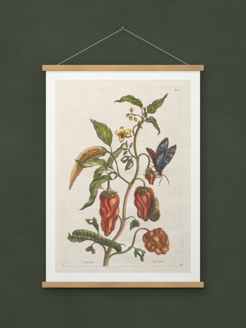 Poivre d’Inde, from Histoire générale des insectes de Surinam