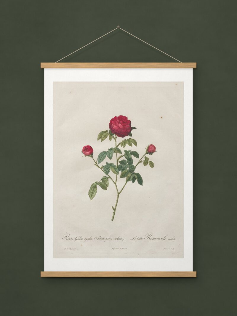 Provence or French Rose