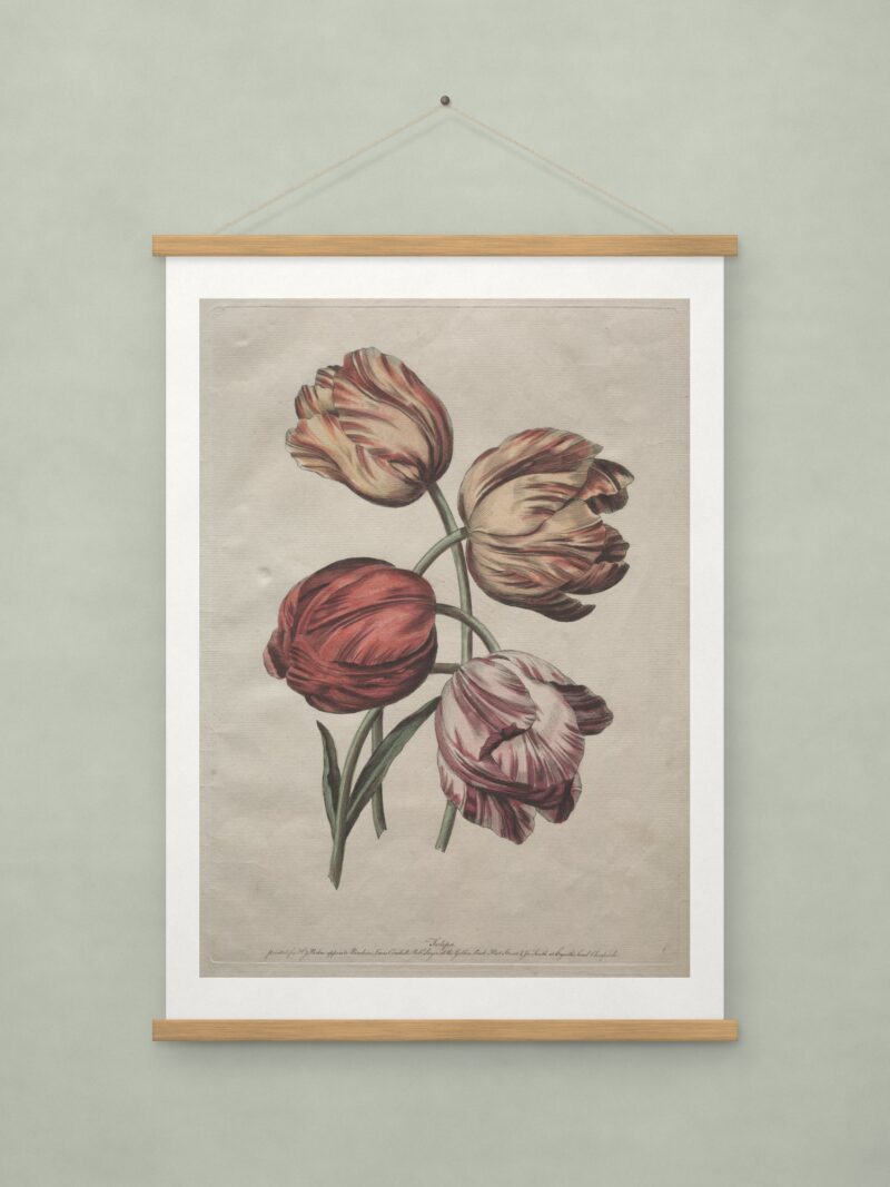 Tulips, after de la Cour