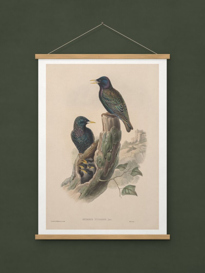 Sturnus vulgaris (Starling)