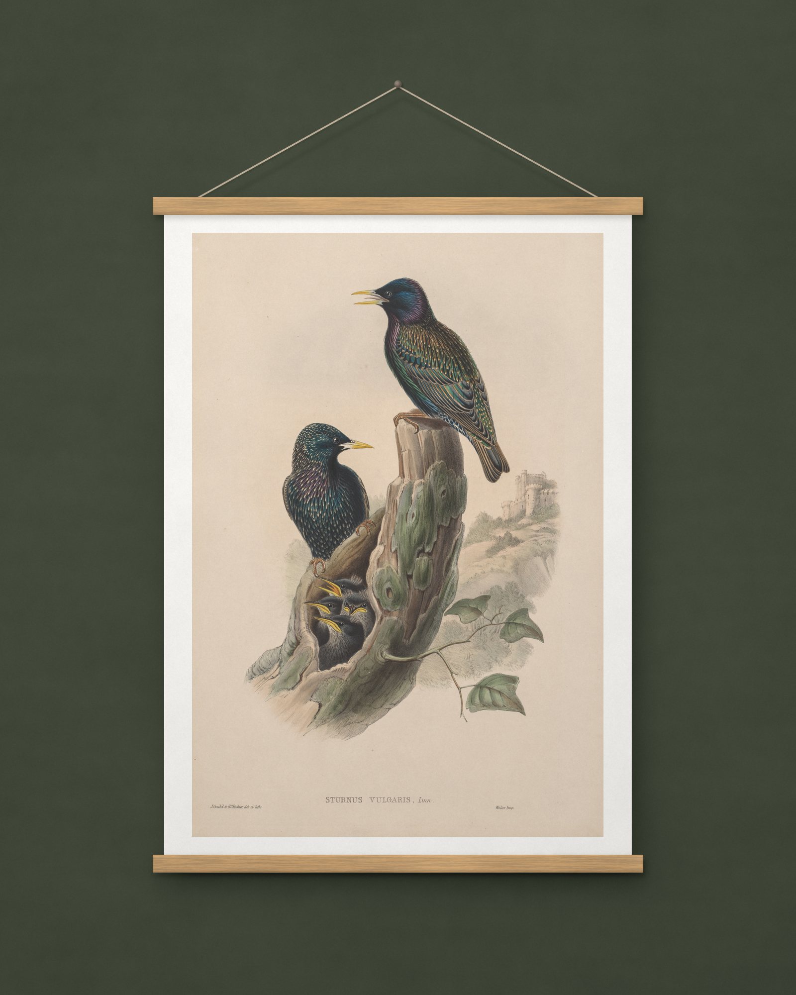 Sturnus vulgaris (Starling)