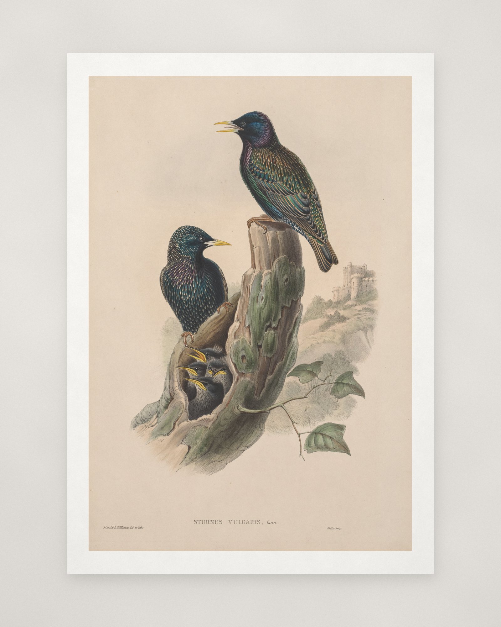 Sturnus vulgaris (Starling) — 2