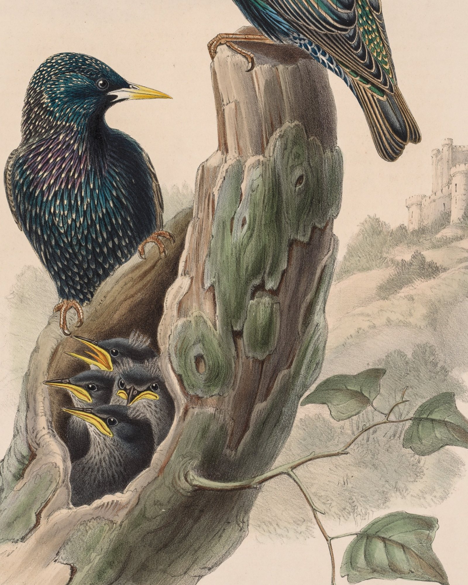 Sturnus vulgaris (Starling) — 3