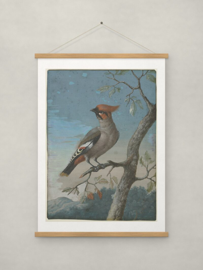 Bird Study: Bohemian Waxwing