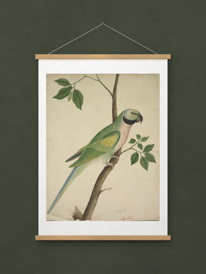 Green Parrot
