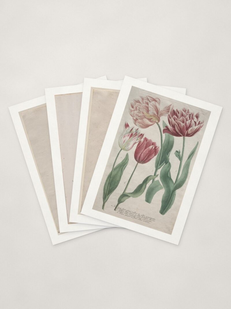 Tulip Cards — four cards fanned