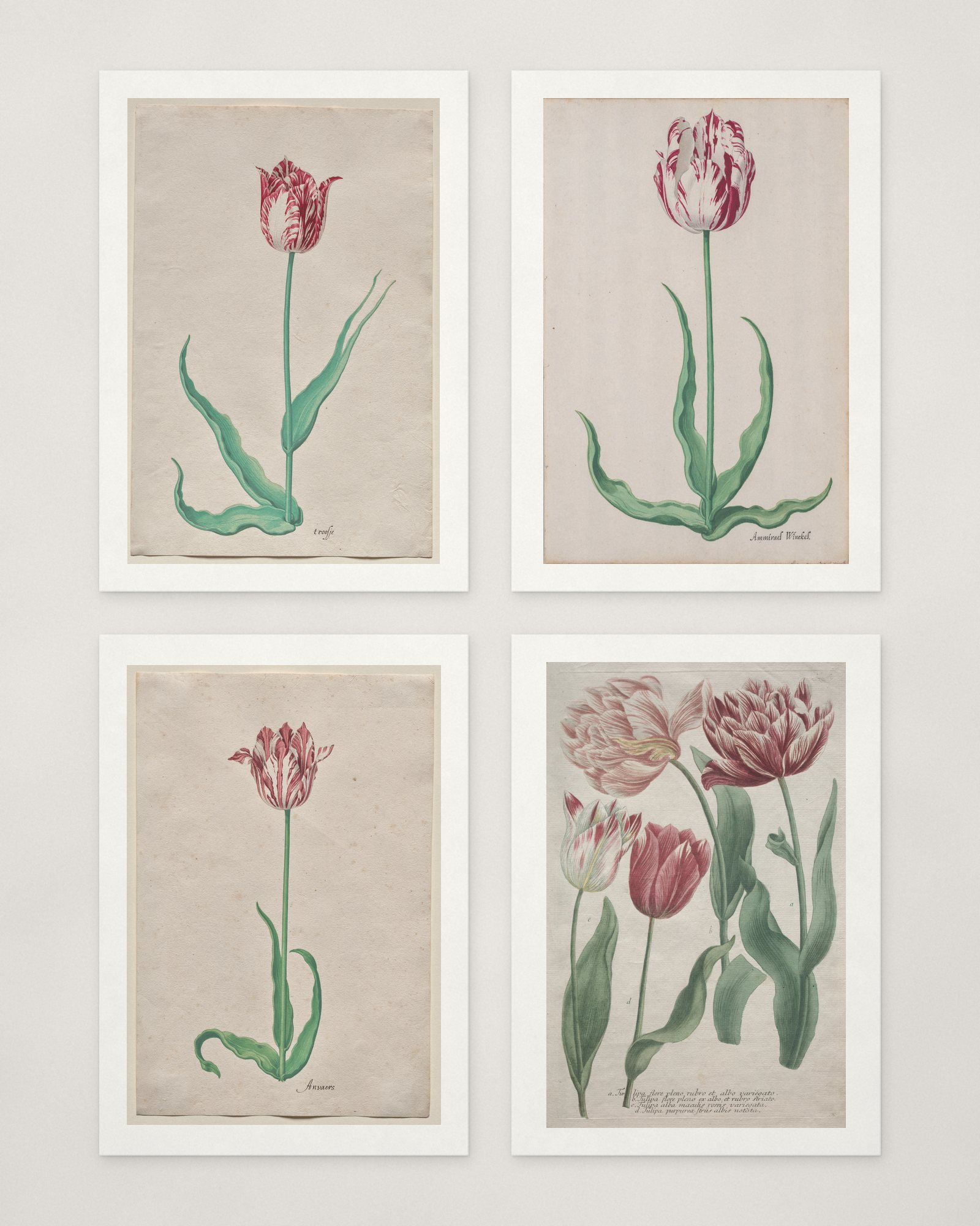 Tulip Cards — 2