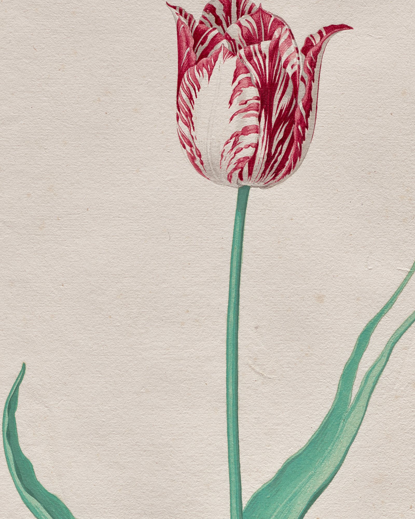 Tulip Cards — 3