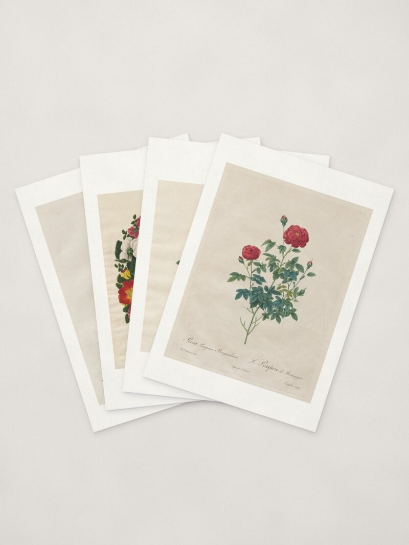 Rose Cards — four cards fanned
