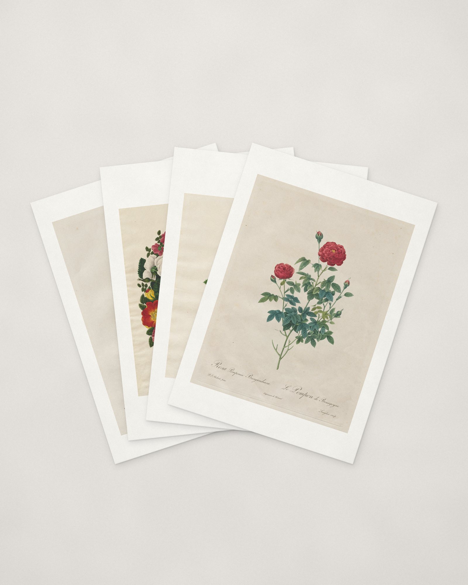 Rose Cards — four cards fanned