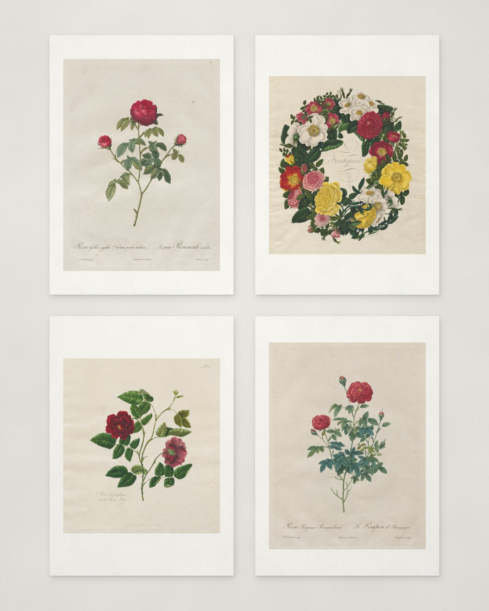 Rose Cards — 2