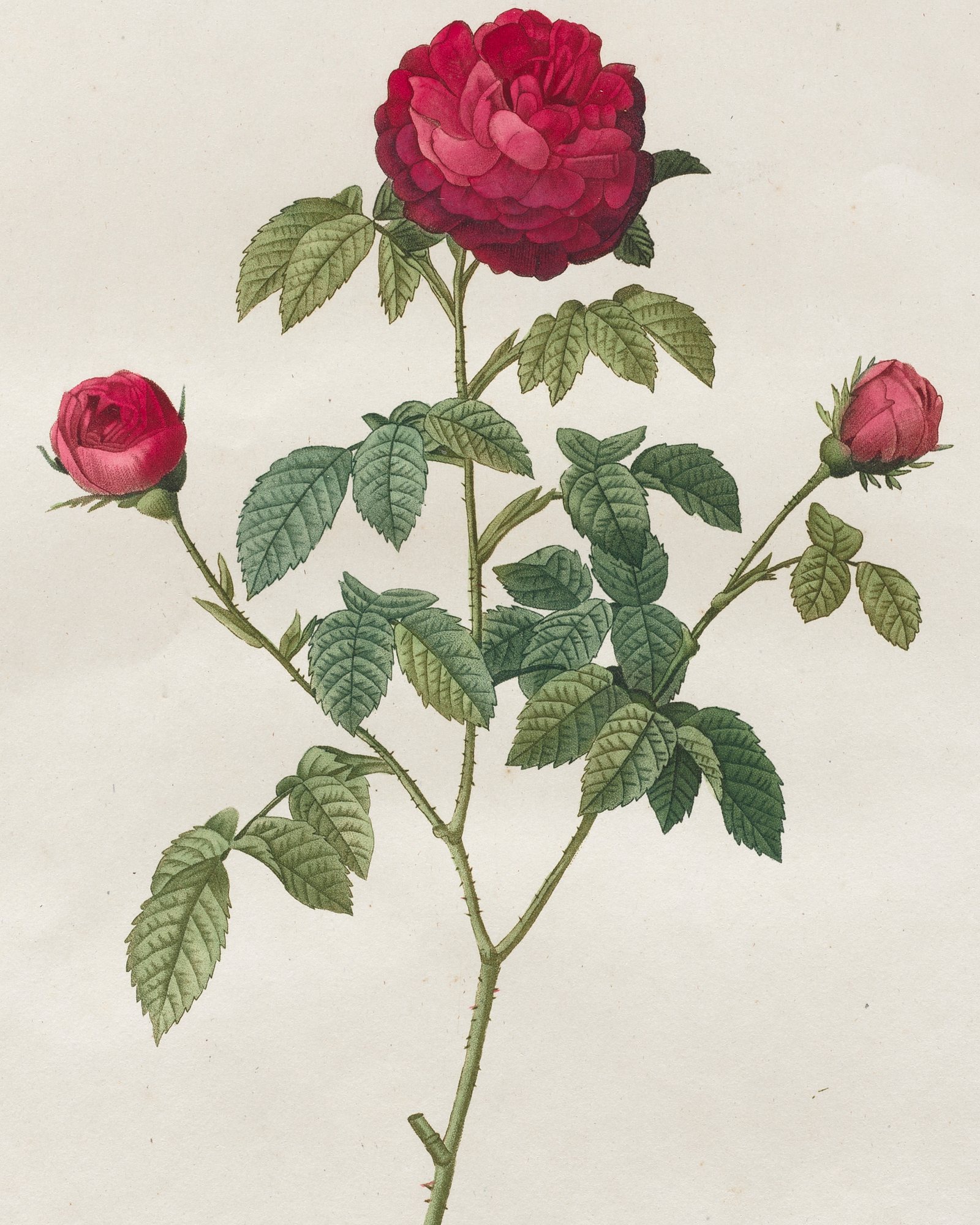 Rose Cards — 3