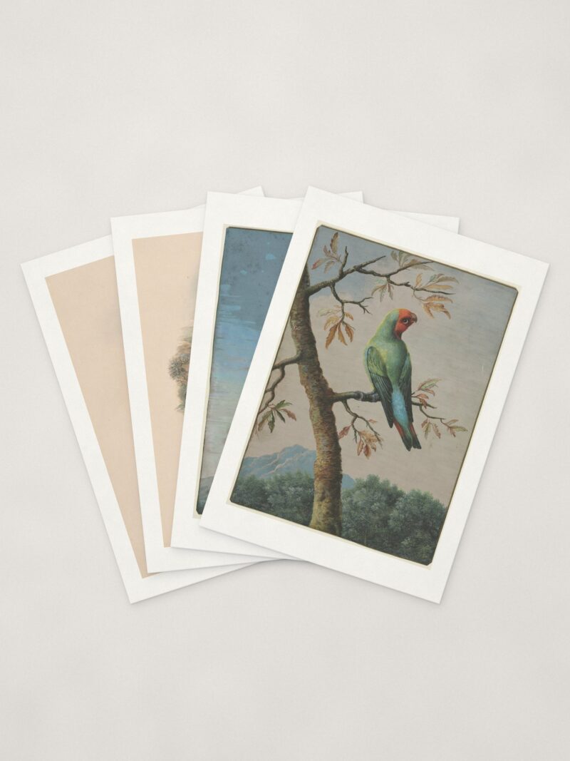 Natural History Bird Cards — four cards fanned