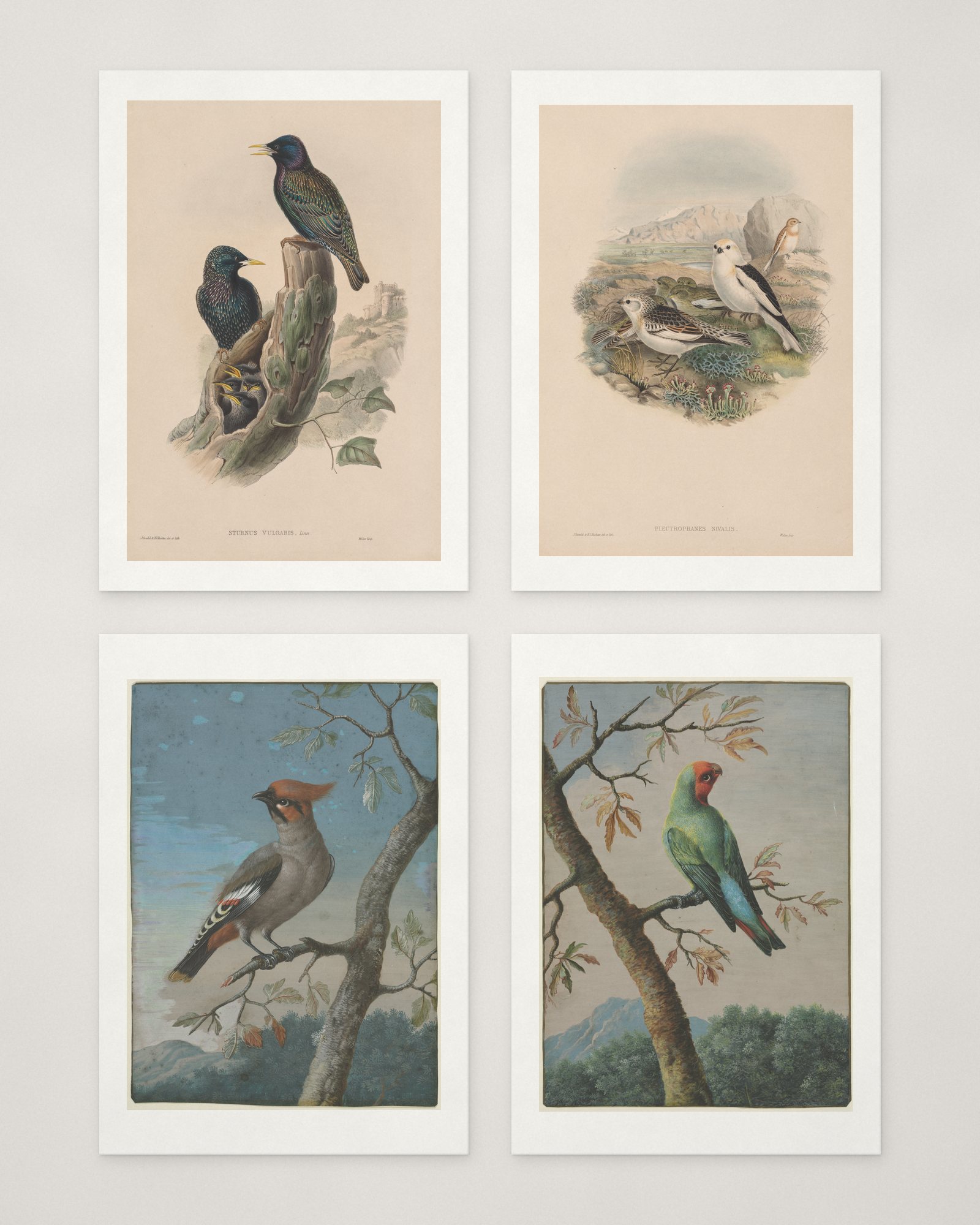 Natural History Bird Cards — 2