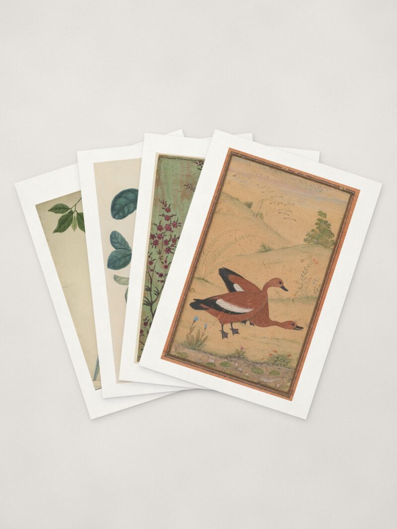 Indian Bird Cards — four cards fanned